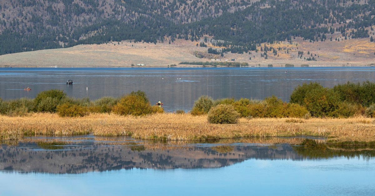 A grassy patch of land with tall shrubs. The land is between two large bodies of water near Henry's Lake.