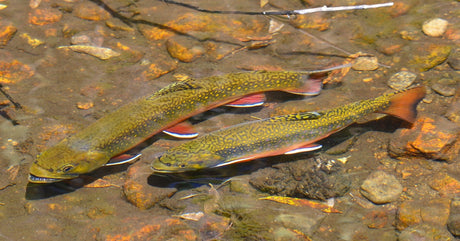 Two greenback cutthroat trout swimming alongside each other in a shallow creek at Rocky Mountain National Park.