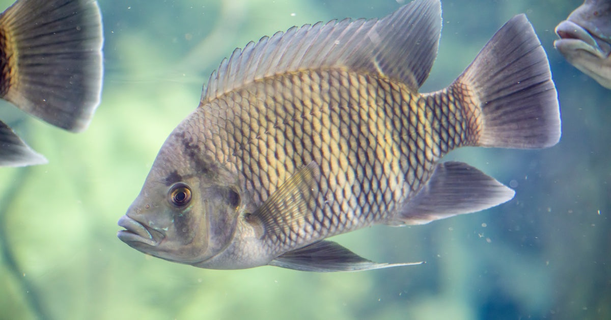 A healthy zebra tilapia fish swimming forward in a school of other fish. The water around it is clear, making the fish visible.