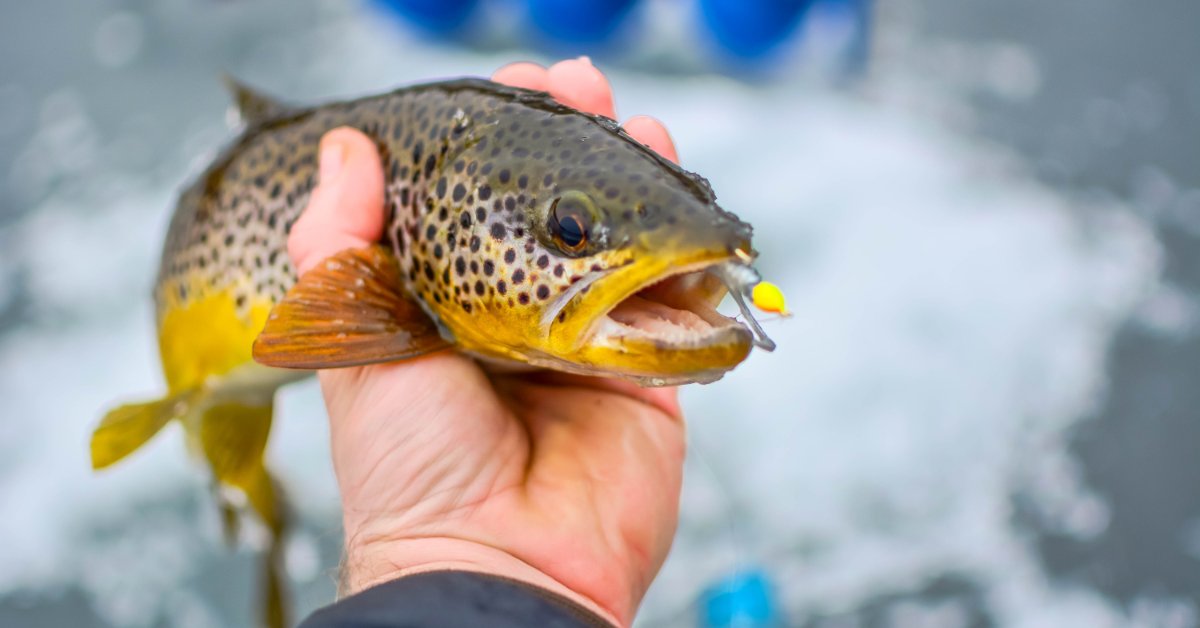 An angler holding up a brown trout with a hook stuck in its upper lip that was caught during an ice fishing trip.